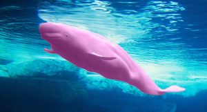 Dikkat! Mavi Balina’ya Alternatif: Pembe Balina Dikkat! Mavi Balina'ya Alternatif: Pembe Balina
