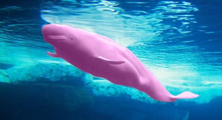 Dikkat! Mavi Balina’ya Alternatif: Pembe Balina Dikkat! Mavi Balina'ya Alternatif: Pembe Balina
