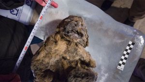 Rusya’da soyu tükenmiş aslan kalıntıları bulundu
